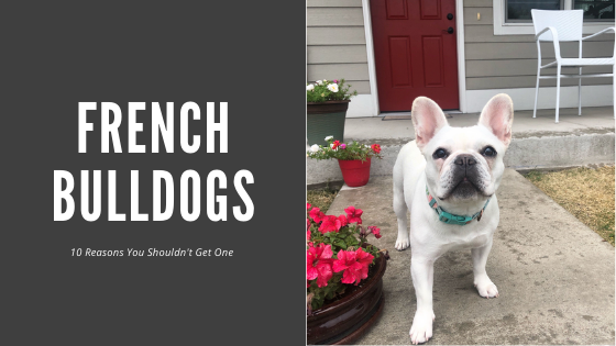French bulldogs - 10 reasons not to buy one