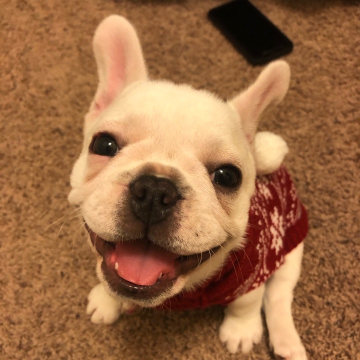 Phoebe, The Little Frenchie